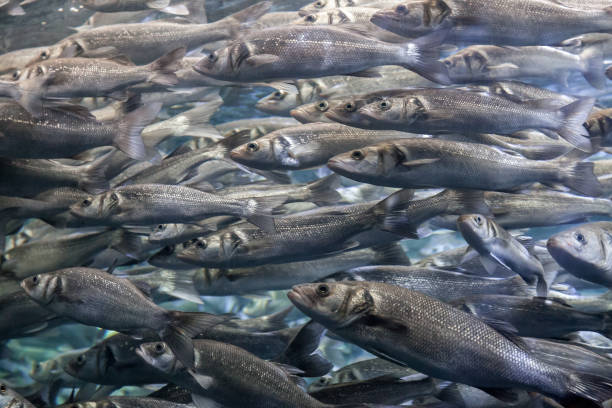 istock Shoal of fish in sea 2181950331