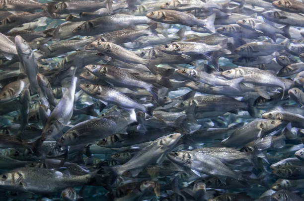 istock Shoal of fish in sea 2181950340