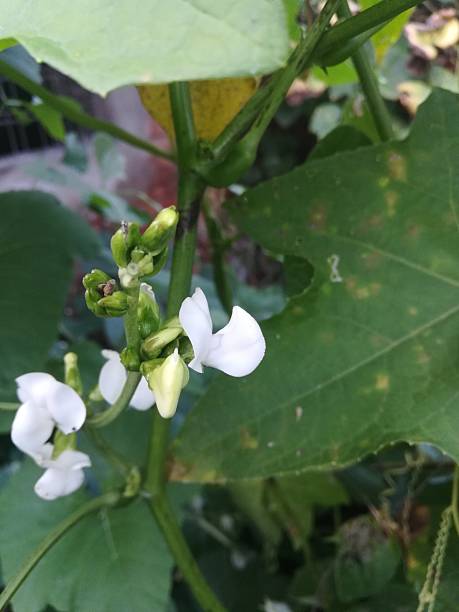 istock The white flowers view on the beans plant 2181950533