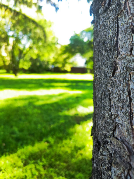 A close-up of rugged tree bark with a blurred, vibrant green park background. The contrast highlights nature's textures and tranquility, perfect for environmental or outdoor-themed projects.