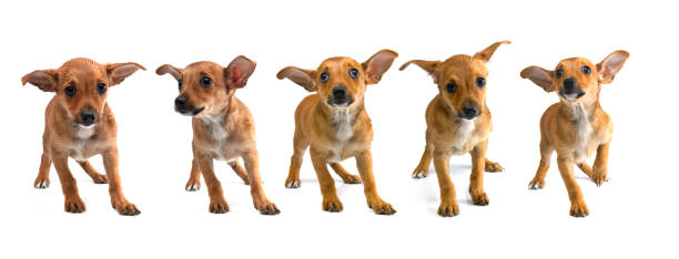 istock Timid Light brown chihuahua on white background 2181953302
