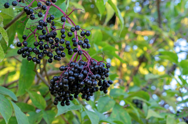 istock Black berries Elderberry Sambucus nigra, used to make dye, syrup, jam and drinks. 2181953381