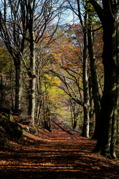 istock Road wrapped in an autumn landscape 2181953942