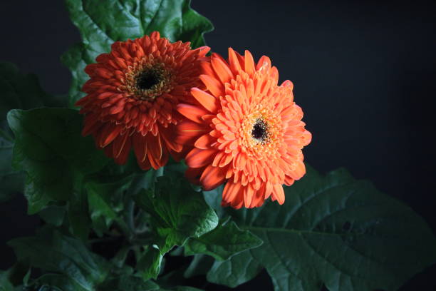 istock orange flowers on black background 2181954030