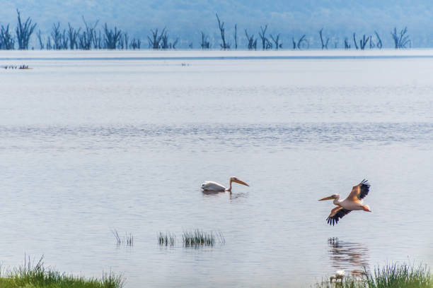 istock Pelican flying over lake nakura 2181954940