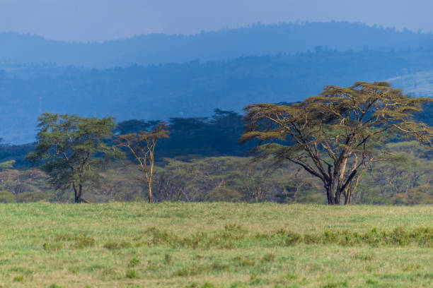 istock Lake Nakuru National Park Landscape 2181954948