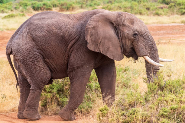 istock African elephant in Samburu National Reserve 2181954965