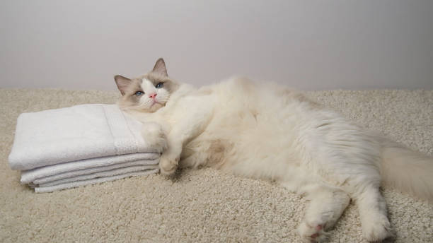 istock White  cat lying on a white towels. 2181955398