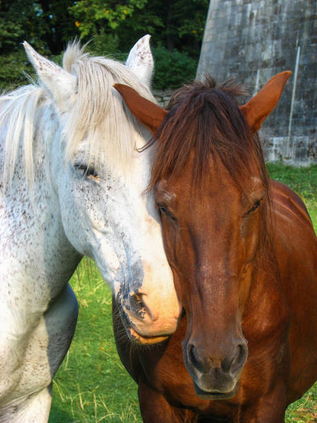 Two horses cheek to cheek