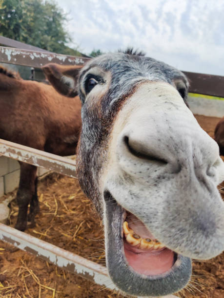 istock close up of a donkey's head showing its teeth 2181958000