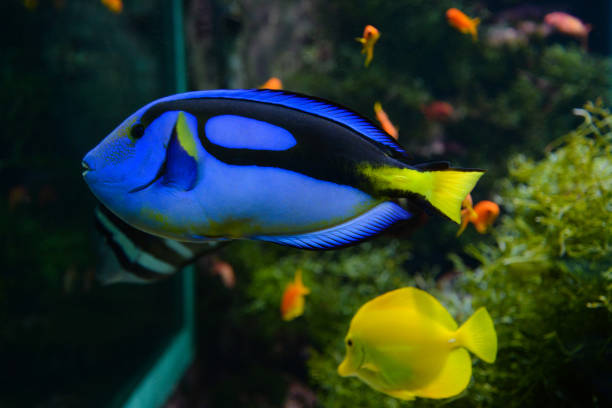 istock Blue Tang fish swims in a large aquarium with other fish 2181959484