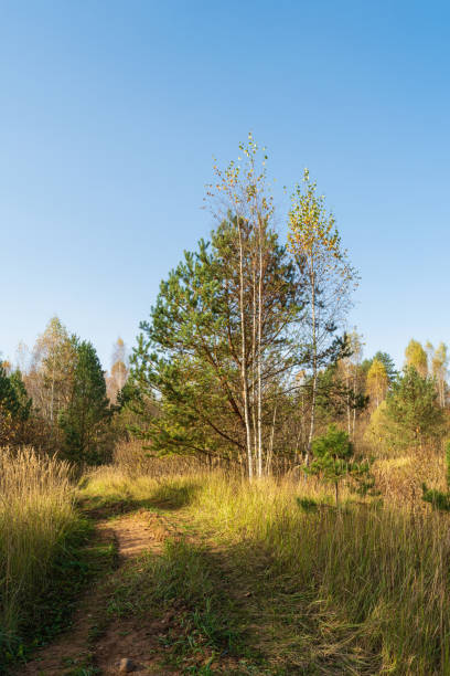 istock A dirt path winds through a field of tall grass. The path is lined with trees on both sides, and the sky is a clear blue. 2181959517