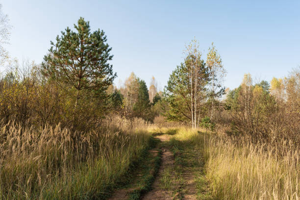 istock A dirt path winds through a field of tall grass. The path is lined with trees on both sides, and the sky is a clear blue. 2181959527