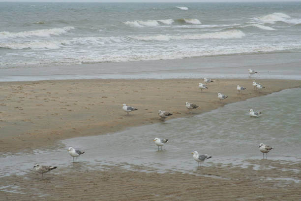 istock a group of seagulls walks on the beach 2181959546