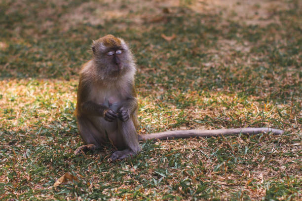istock a beautiful little monkey in a zoo in captivity 2181959566