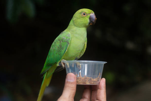A large ringed parrot is fed larvae from the hand