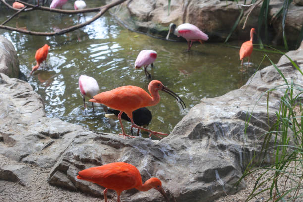 beautiful red Ibis bird in the nature reserve