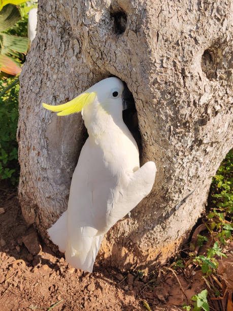istock a large white cockatoo parrot with a yellow mohawk 2181960125