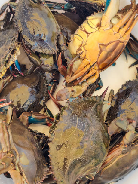 istock many colorful crabs on the counter in the store 2181960127