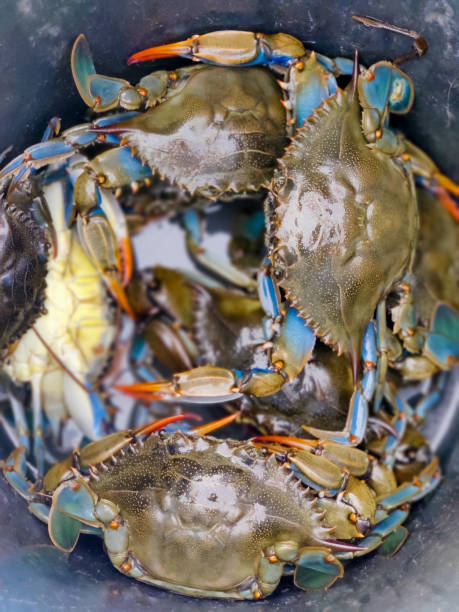 istock many colorful crabs on the counter in the store 2181960128