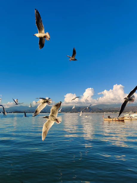istock many seagulls and ducks fly over the sea, catching fish 2181960148