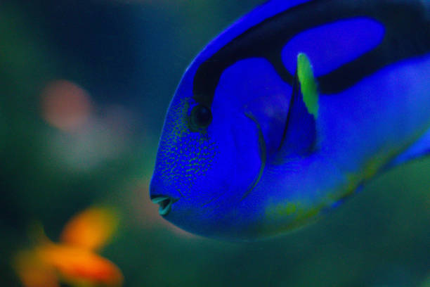 istock Blue Tang fish swims in a large aquarium with other fish 2181960170
