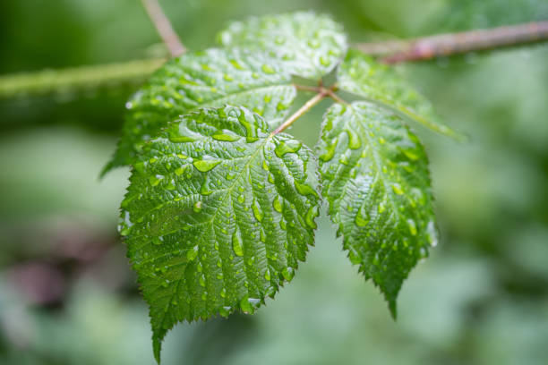 beautiful droplets after rain on a green leaf