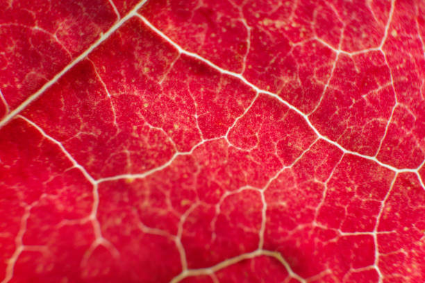 Leaf in an abstract colorful garden.
