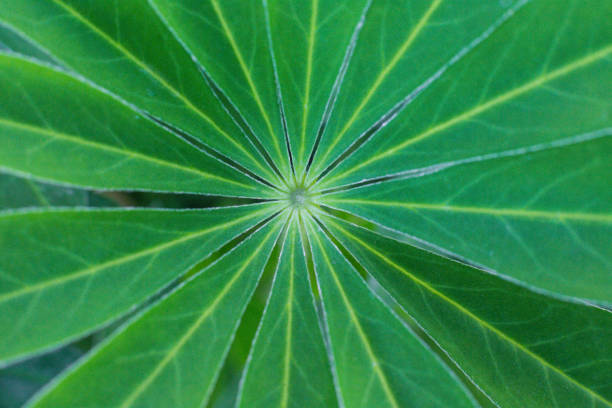 close-up texture of lupine leaf Lupinus polyphyllus