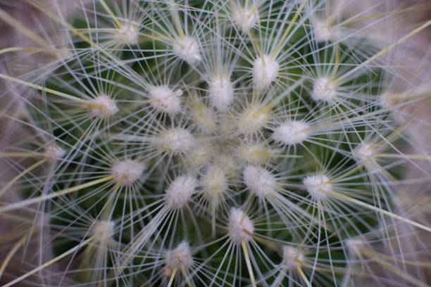 istock many different beautiful decorative cacti grow in the greenhouse 2181961992