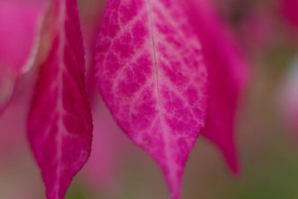 beautiful exotic Euonymus alatus tree with pink leaves