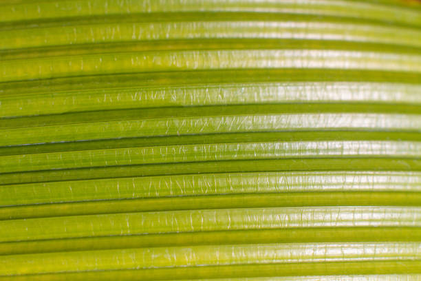 close-up texture and fibers, veins on a leaf