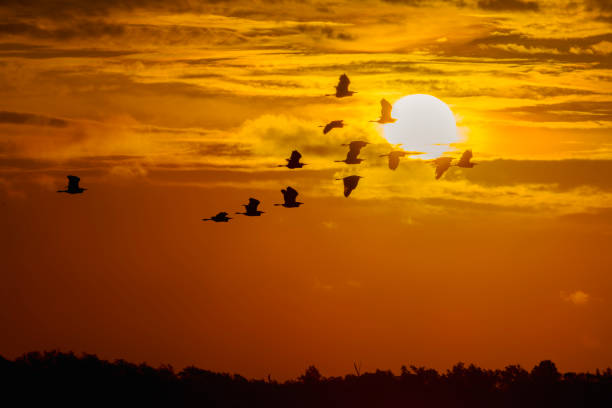 Common Cranes (Grus Grus) birds near a moor in Germany during migration season in autumn.