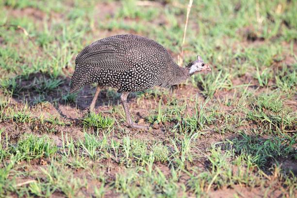 A helmeted guineafowl moves across the savannah searching for food in Serengeti National Park, Tanzania.