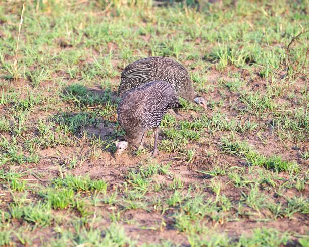 Two helmeted guineafowls move across the savannah searching for food in Serengeti National Park, Tanzania.