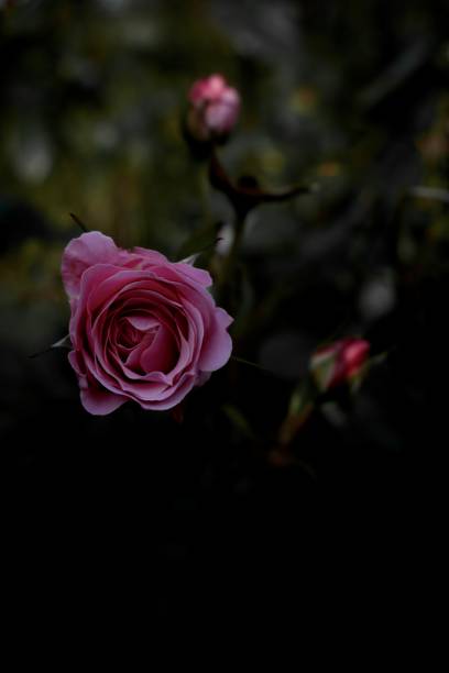 istock Roses in my Garden 2181965126