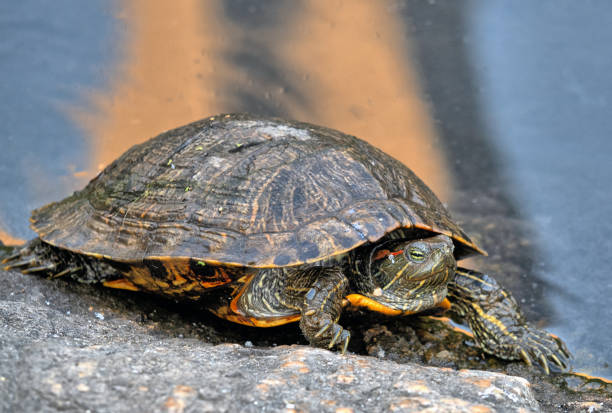 istock red-eared slider or red-eared terrapin ,turtle 2181965750