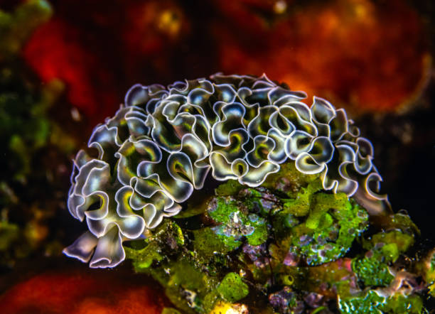 istock Elysia crispata; lettuce sea slug; lettuce slug; 2181965906