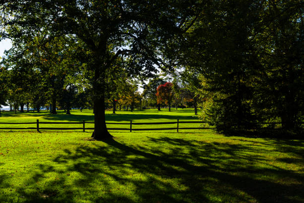 Green Grass and Old Growth Trees in Nature Park - Scenic grassy area along lake in tranquil setting during golden hour afternoon light.