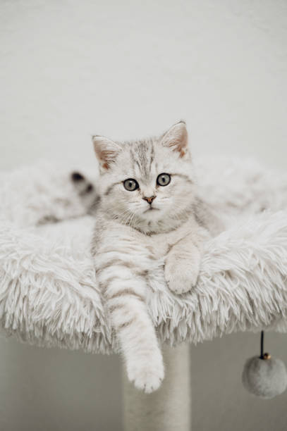 istock The look of a kitten. 2181966723