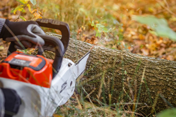 istock Lumberjack sawing a tree trunk in the forest 2181967252