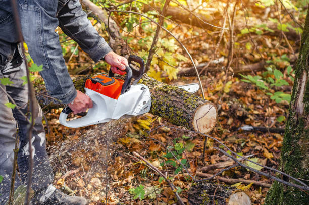 istock Lumberjack with a chainsaw cuts a wooden trunk in the forest 2181967254