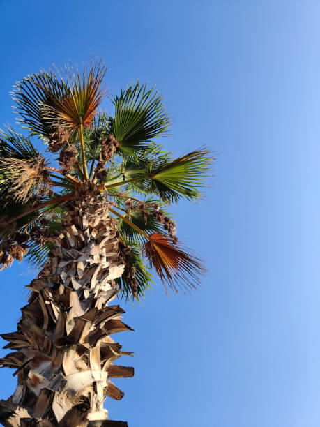 istock beautiful large tropical palm trees grow on the coast 2181967305