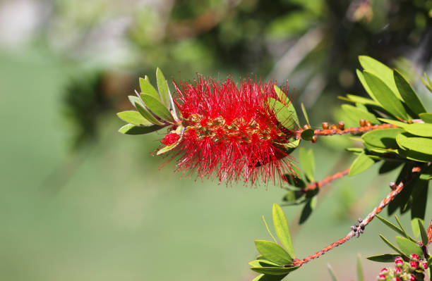 istock Callistemon or Bottlebrush bright red flower in bloom under sunshine 2181967544
