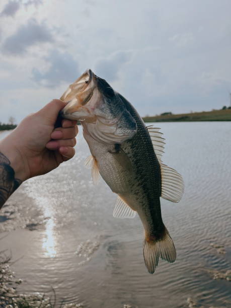 istock Bass Fishing 2181968248