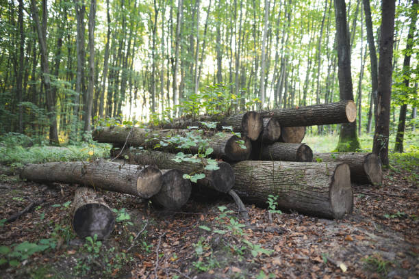 istock loggers cut down many trees in the forest for firewood 2181968682