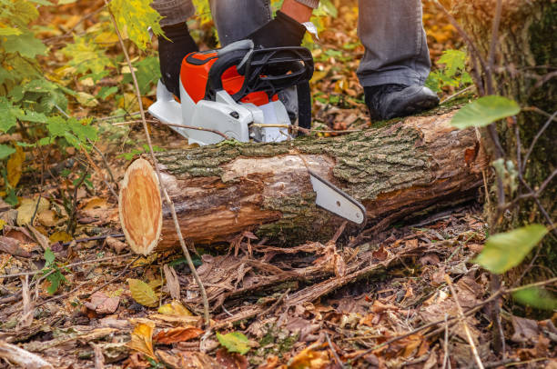 istock Lumberjack with a chainsaw cuts a wooden trunk in the forest 2181969632