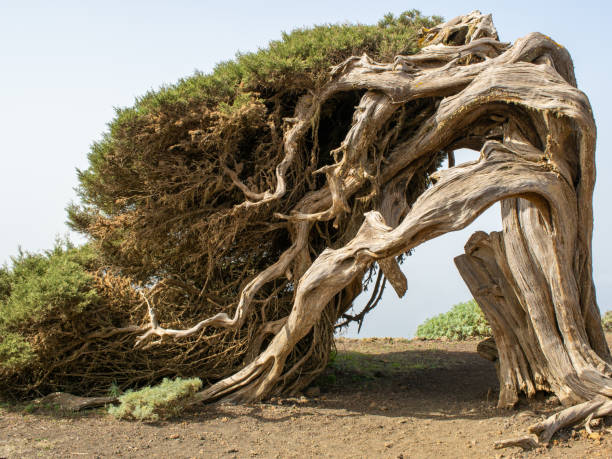 Sabina, Canarian tree, El Hierro Spain