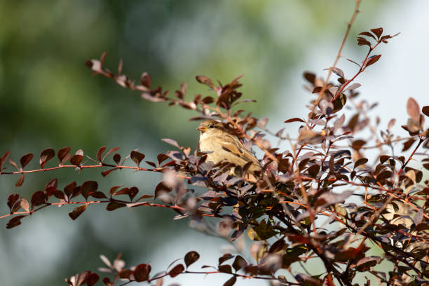 Olive tree with Sparrow in nature.