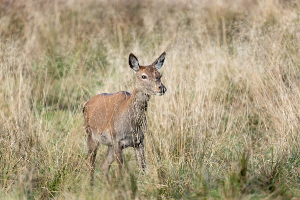istock A young deer standing amidst tall golden grass 2181972557